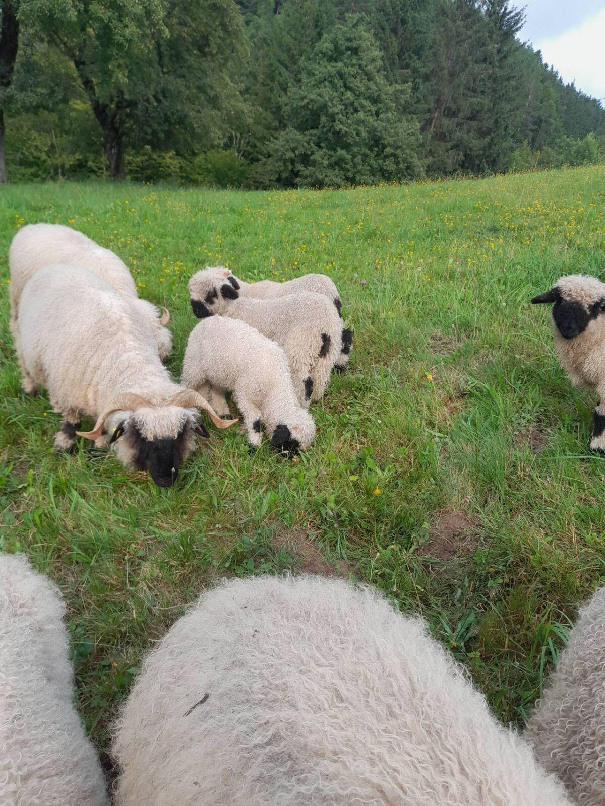 Walliser Schwarznasenschafe 2