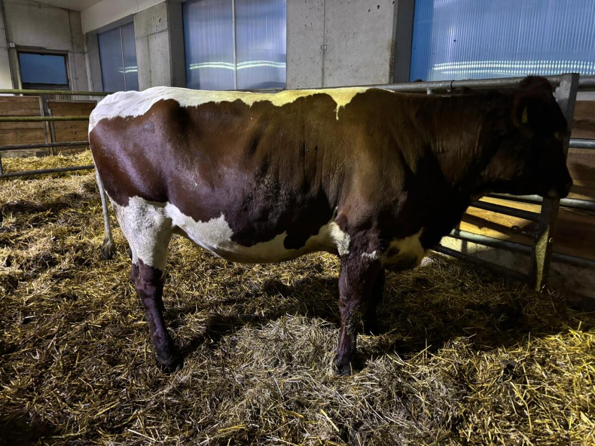 Verkaufe Bio Pinzgauer x RF Kalbin 2