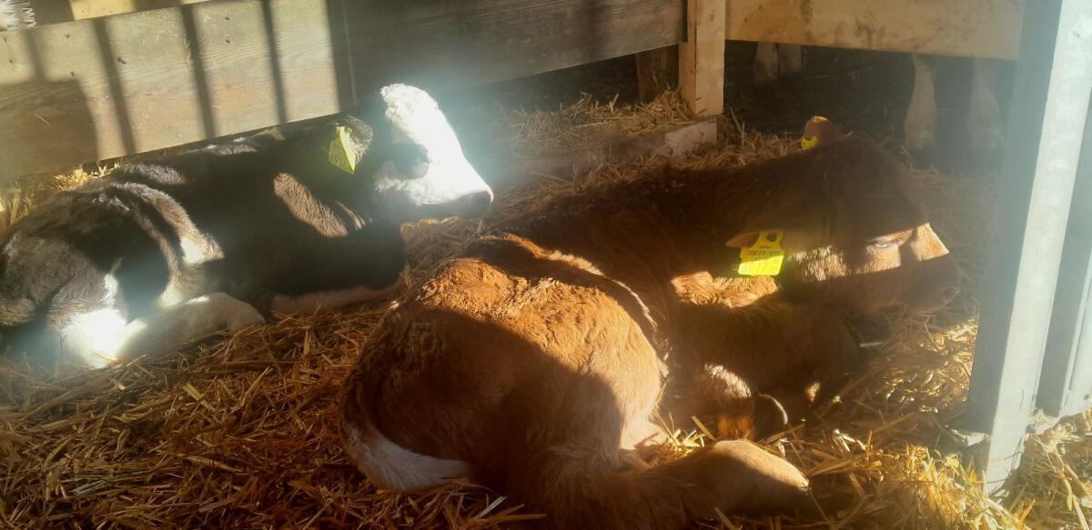 BIO PINZGAUER STIER 1