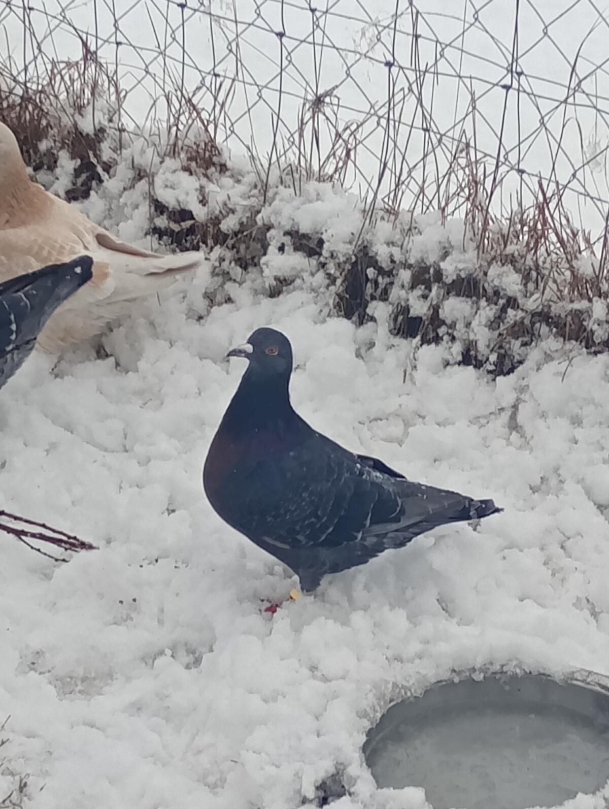 Junge Mischlingstaube 2