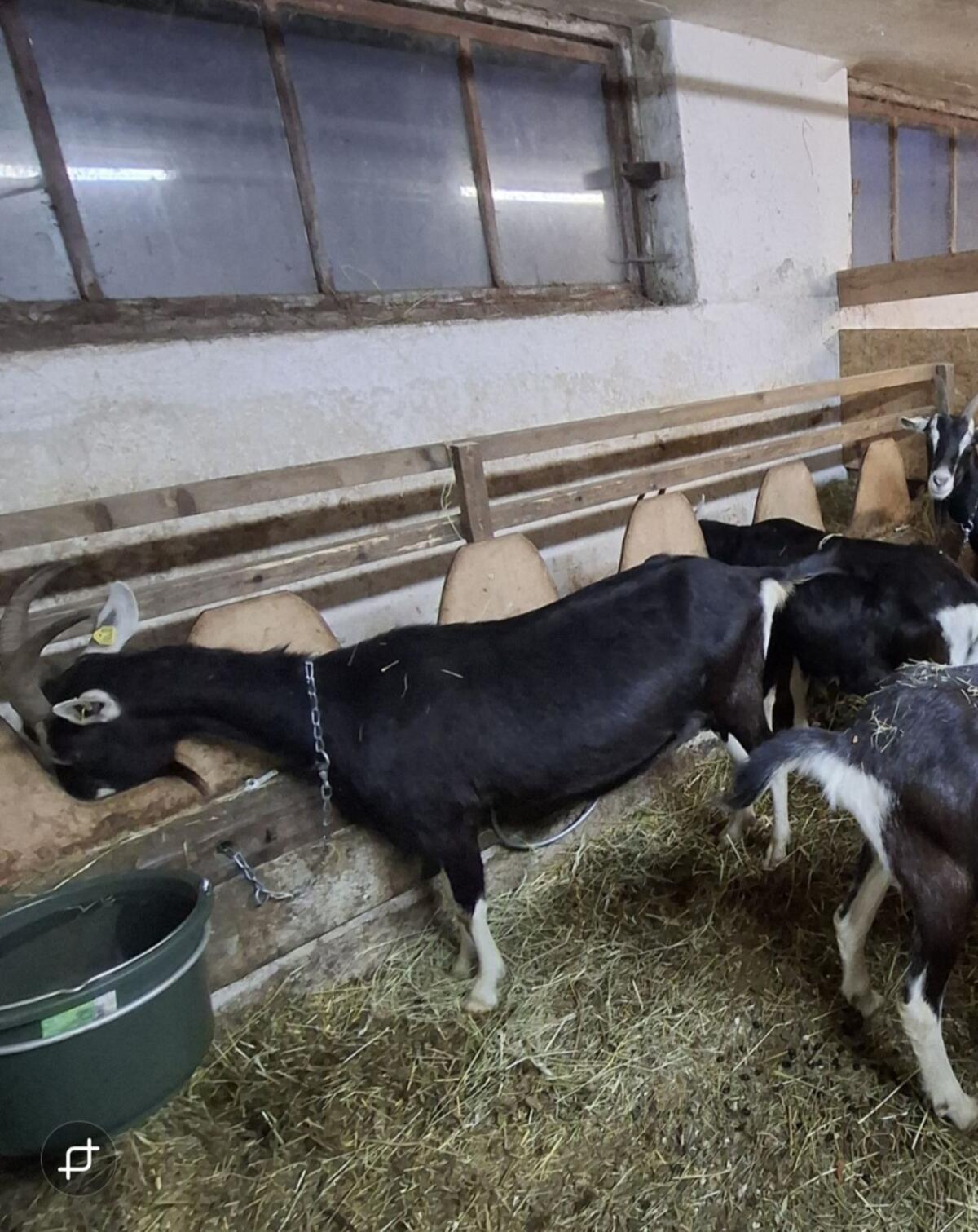 Bündner Strahlenziegen BM zu verkaufen 1