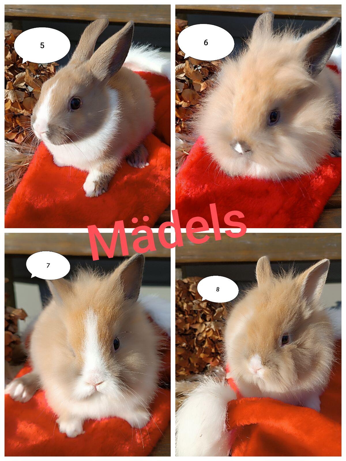 Zwergkaninchen Löwenkopf 2