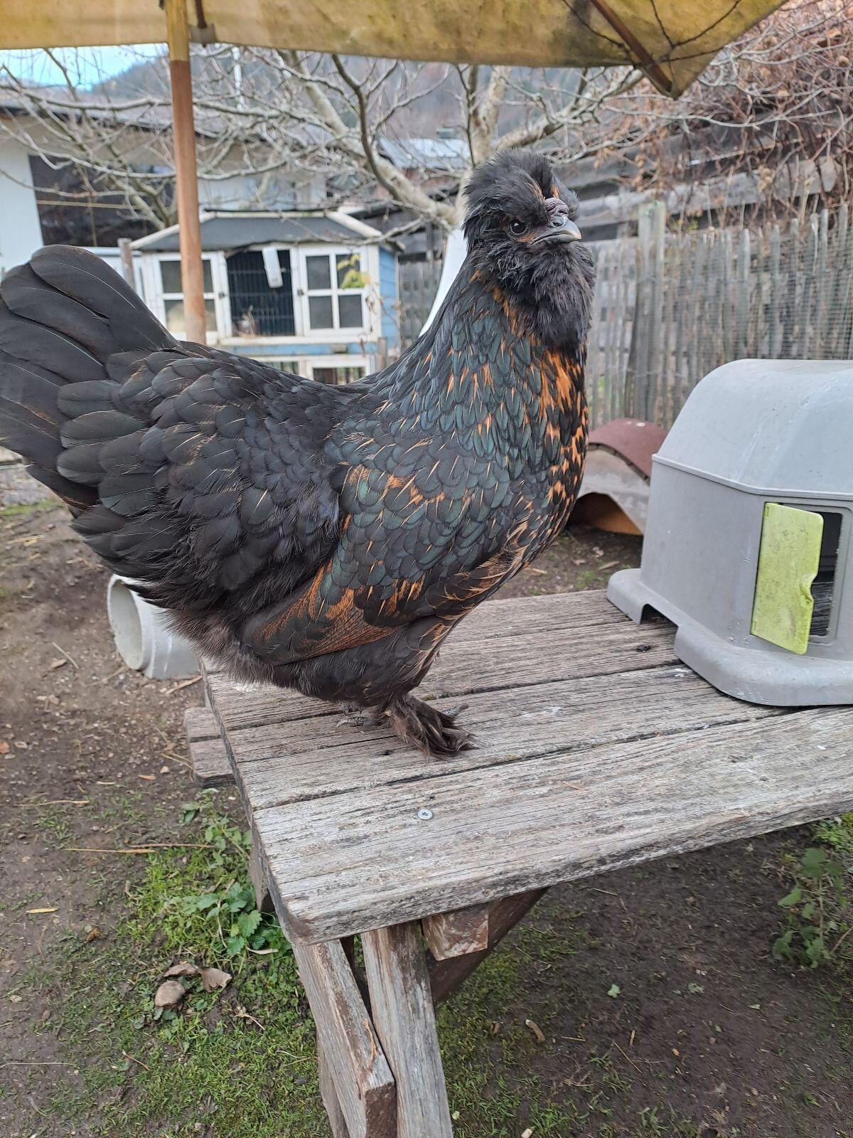 Hahn Zwerg-Pawlowskaja 2