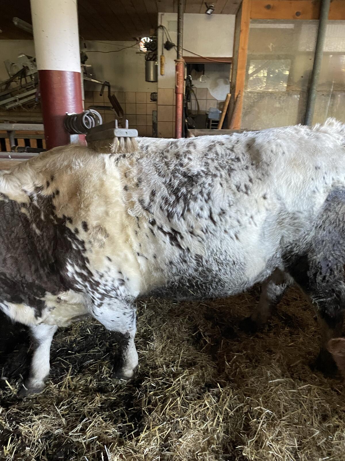 Bio Mutterkuh WBB zu verkaufen 2