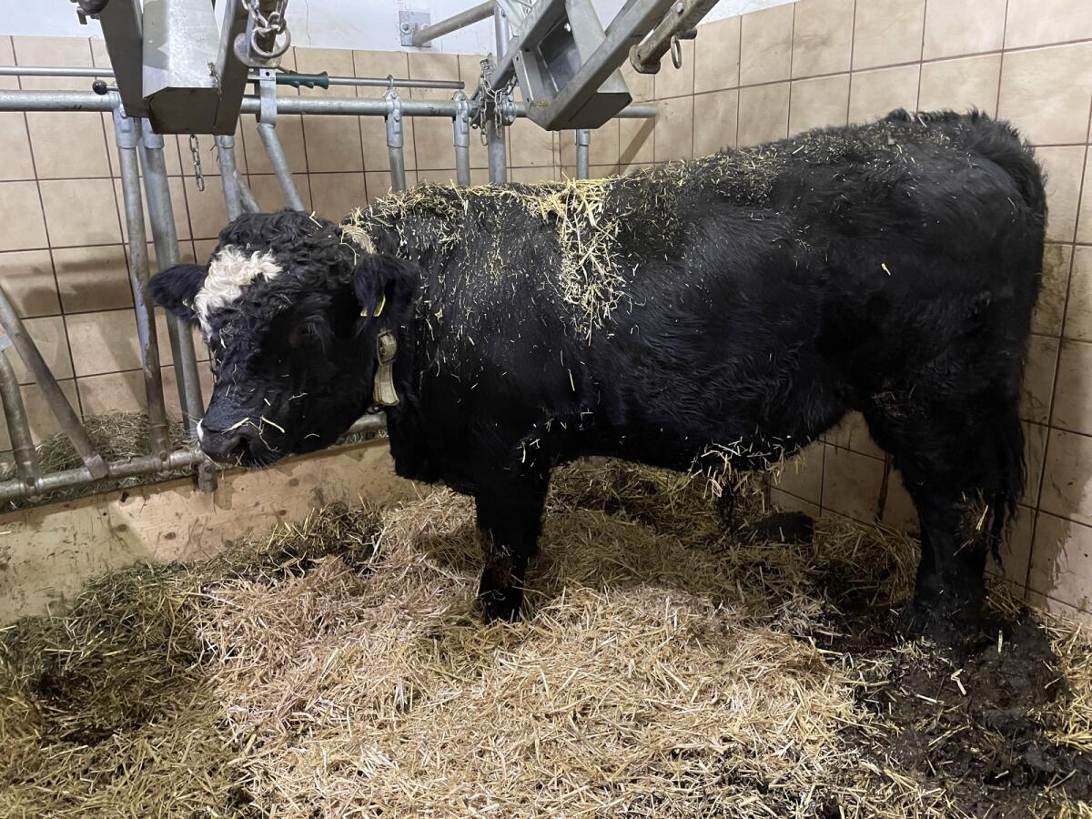 Stier Bio zu verkaufen! 2