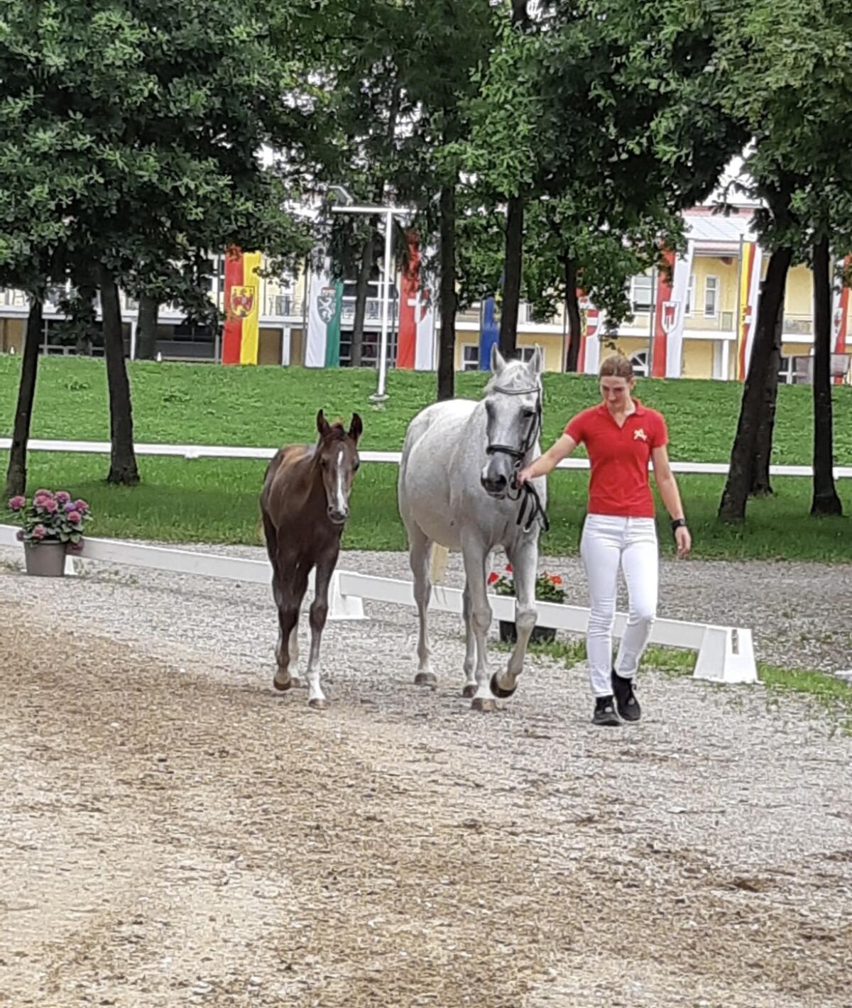 15-jährige Zuchtstute sucht neuen Platz 2