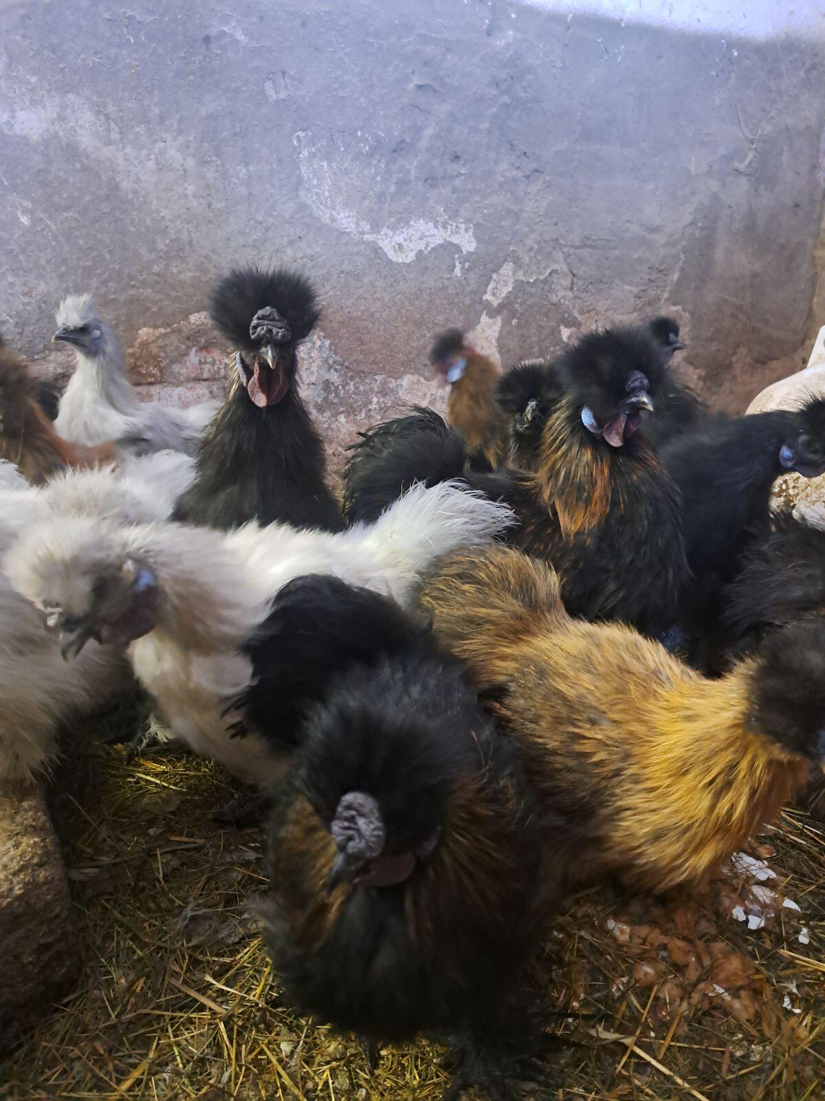 Zwergseiden-Junghähne 3