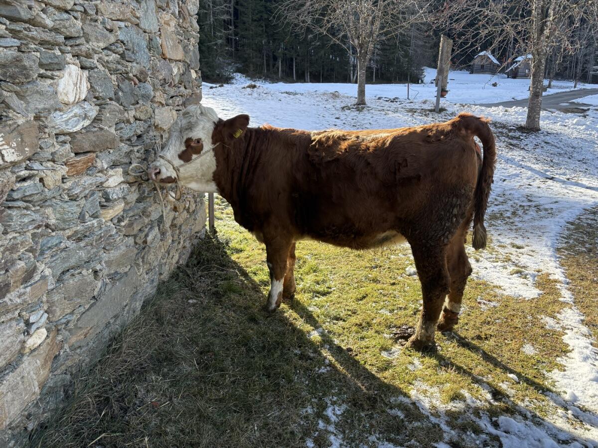 FV Bio Kalbin trächtig 3