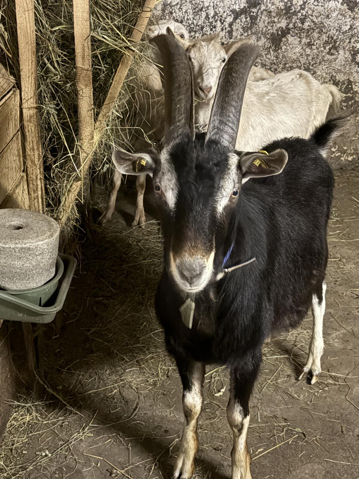 Bündner Strahlenbock 2