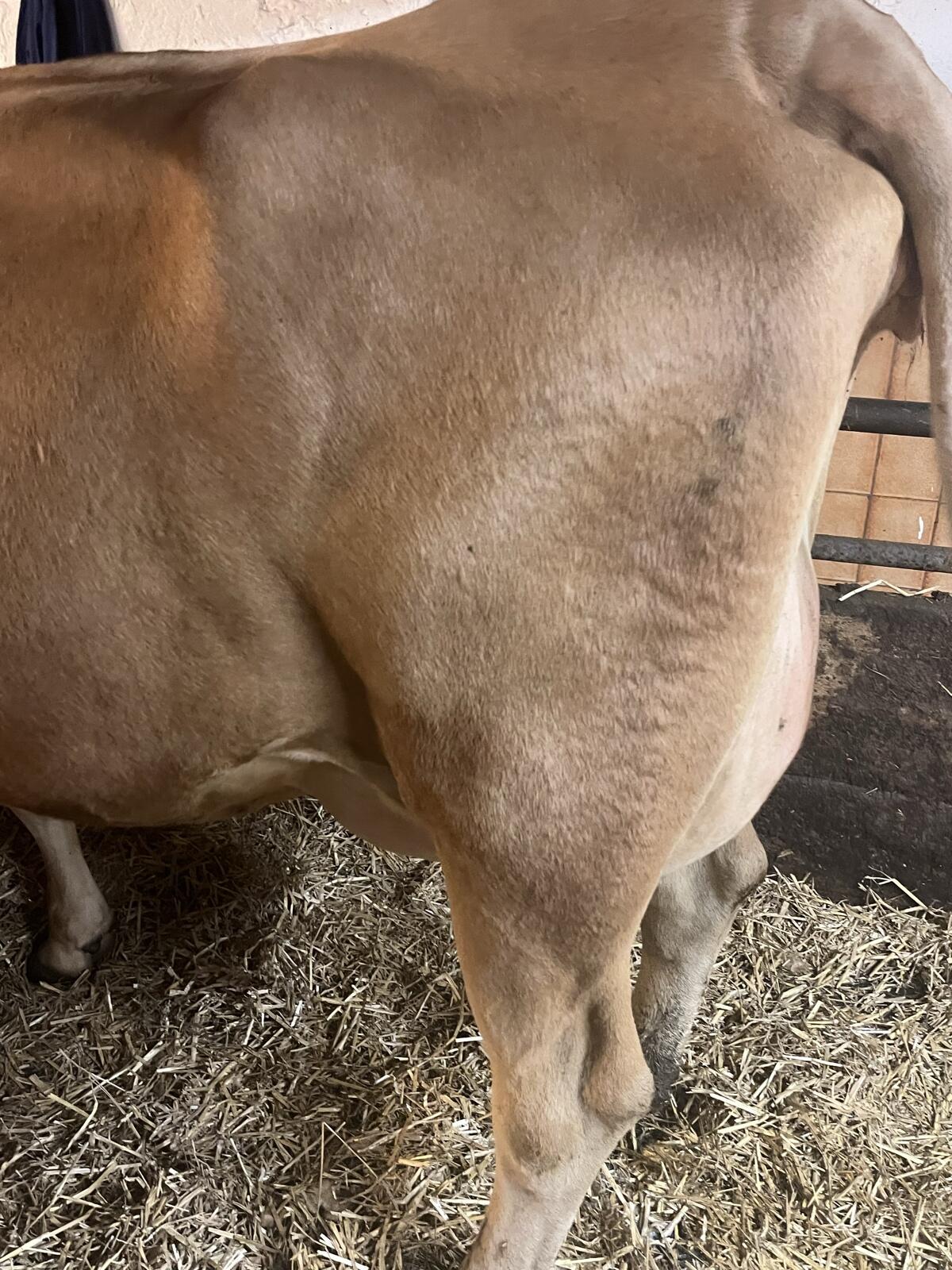 Jersey Erstmelkkuh zu verkaufen 2