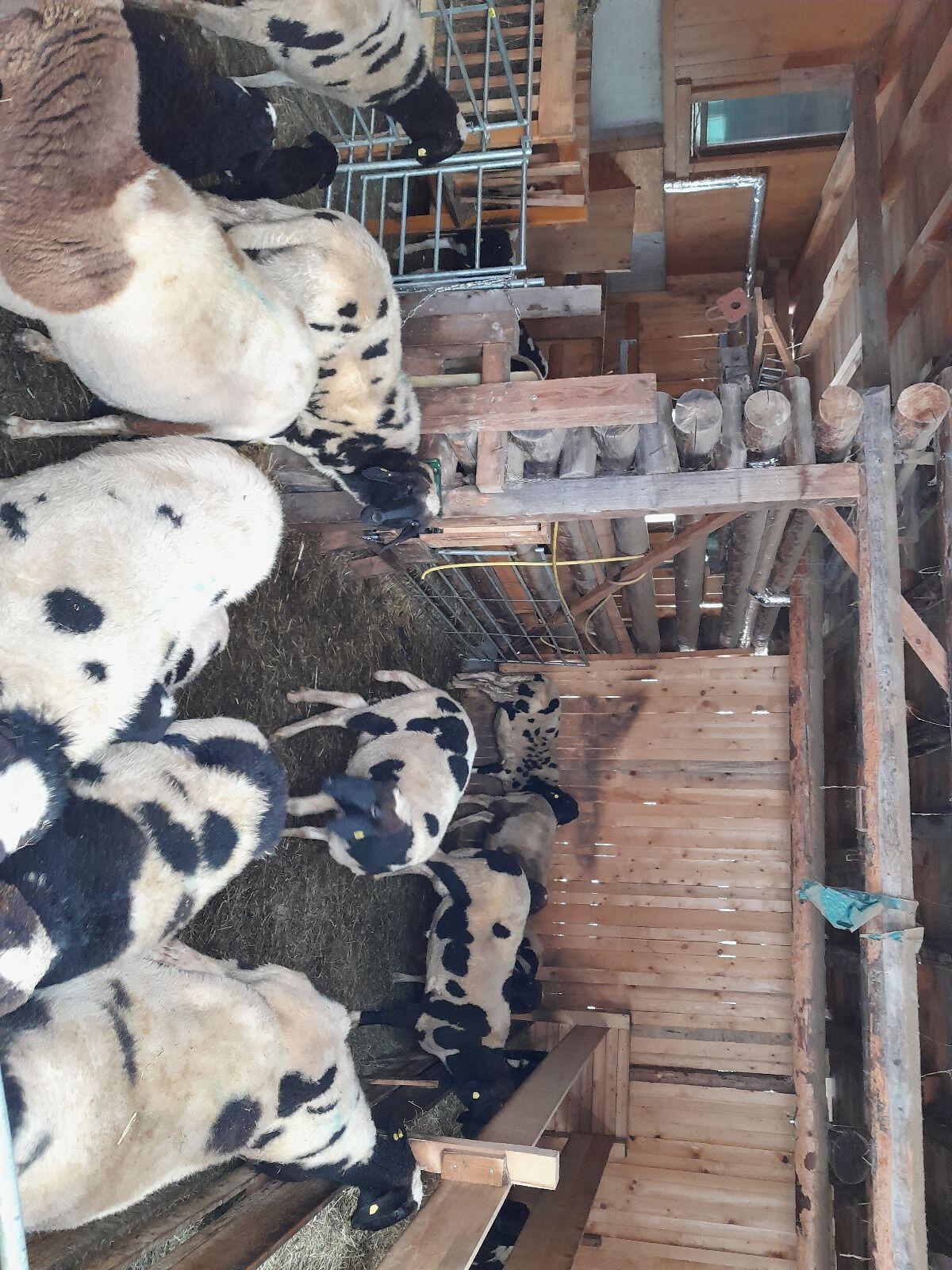 Gescheckte Bergschafe 1