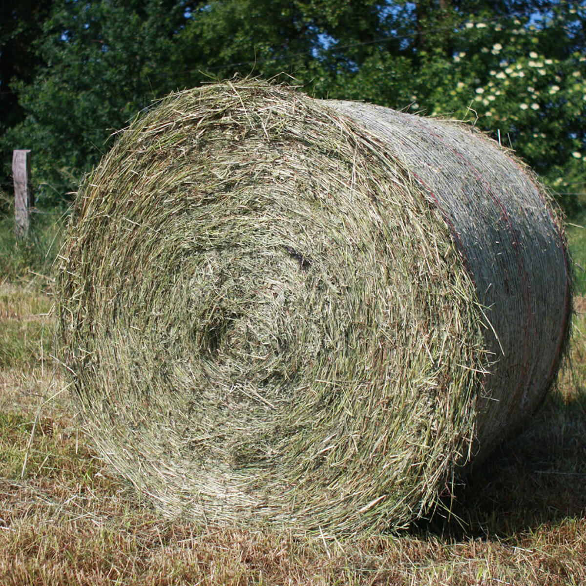 Heu Rundballen zu verkaufen 1