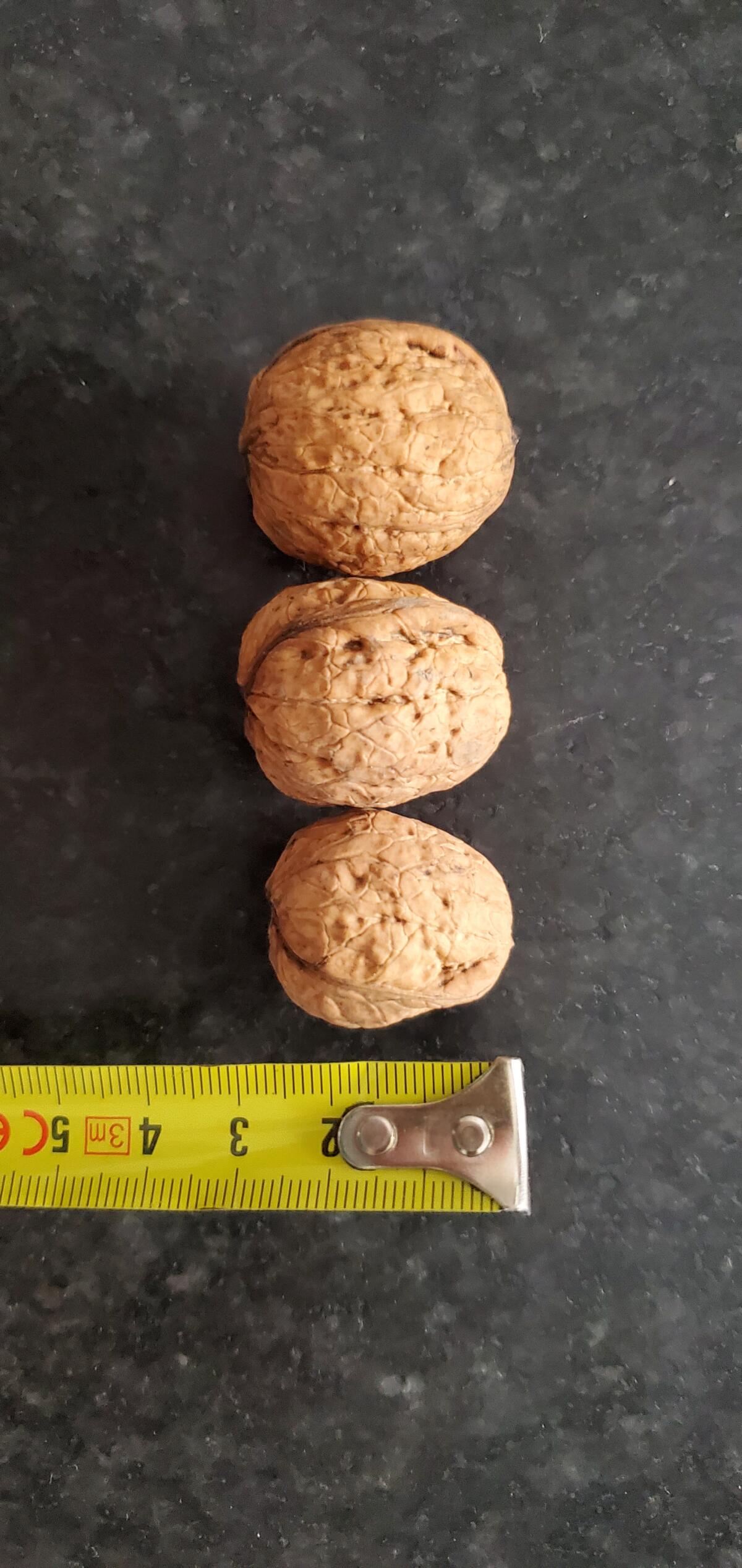 Frische Walnüsse, Ernte 2025 3