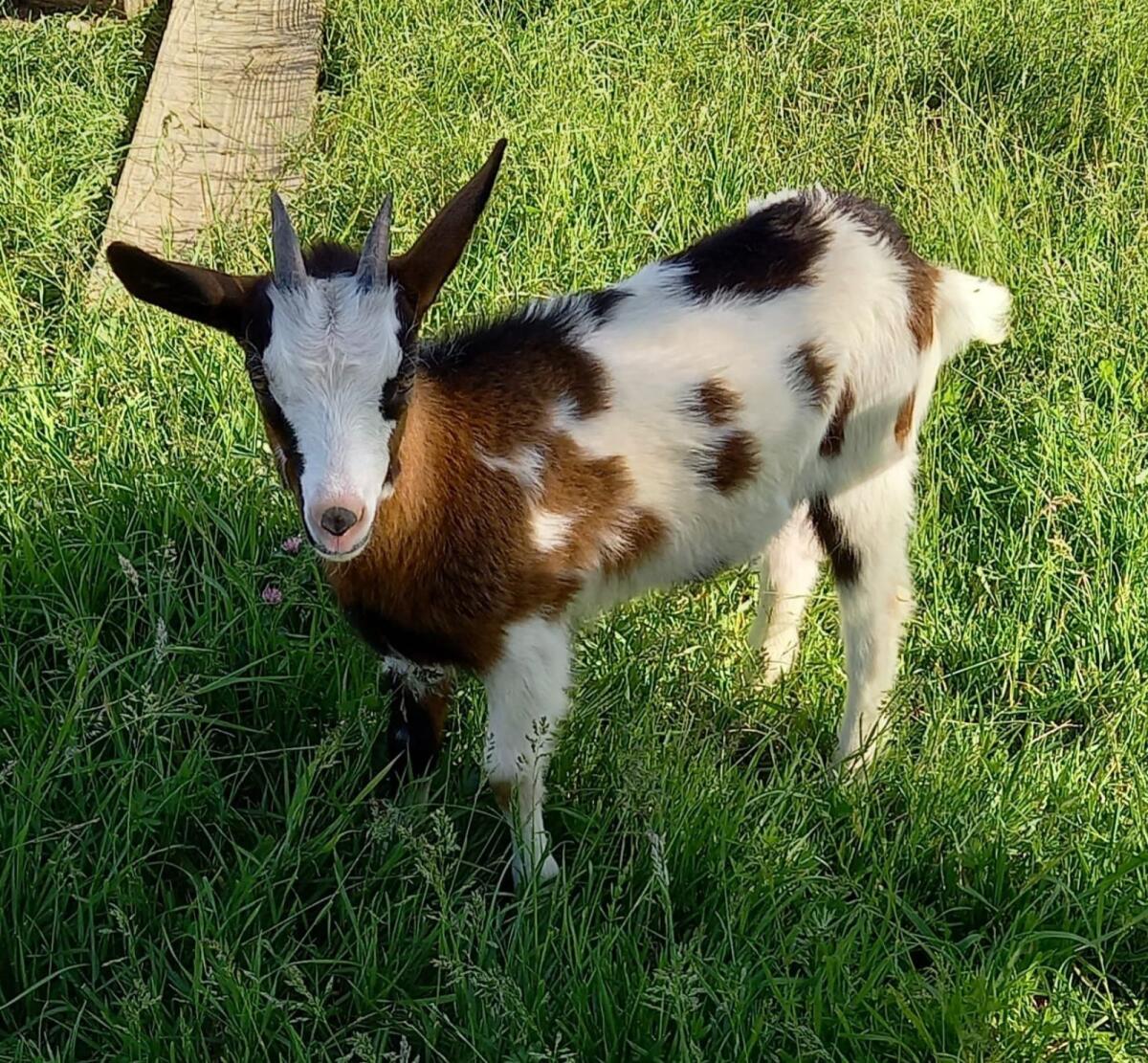 Tauernschecken weiblich 1