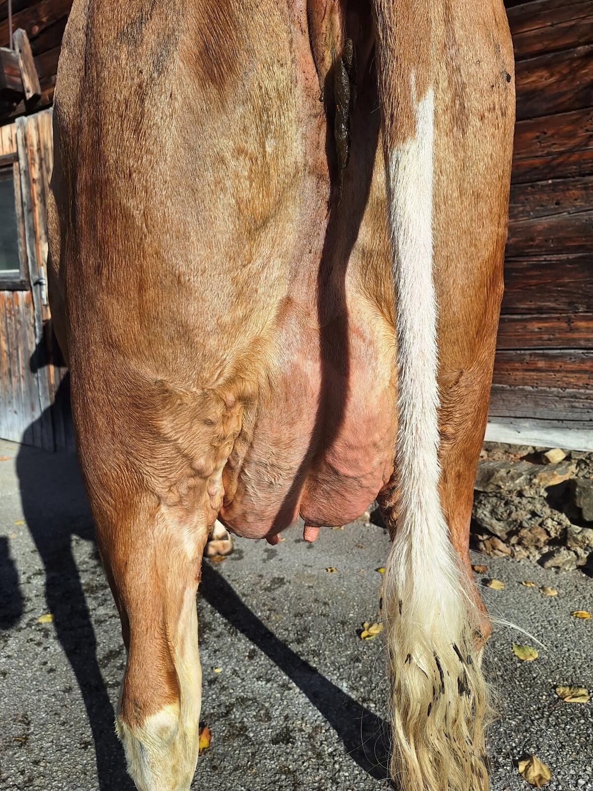 Verkaufe zahme, sehr brave Erstlingskuh aus Aufzuchtbetrieb 3