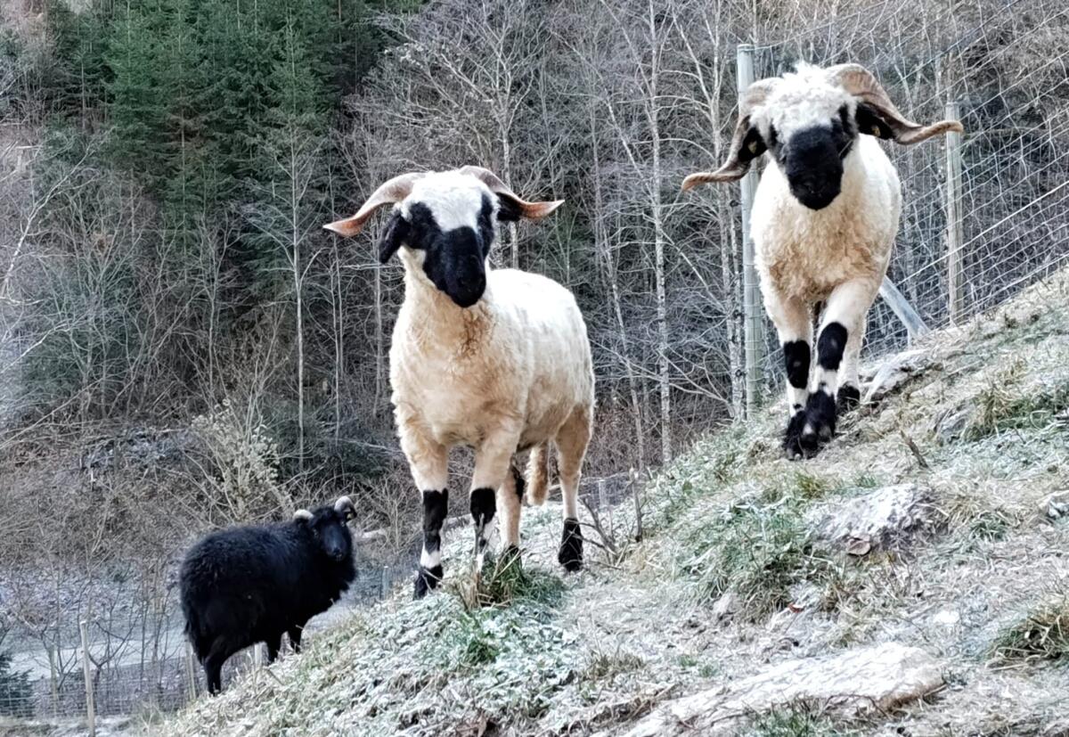 Wunderschönes Walliser Schwarznasen-Paar mit kleinem Kumpel 2