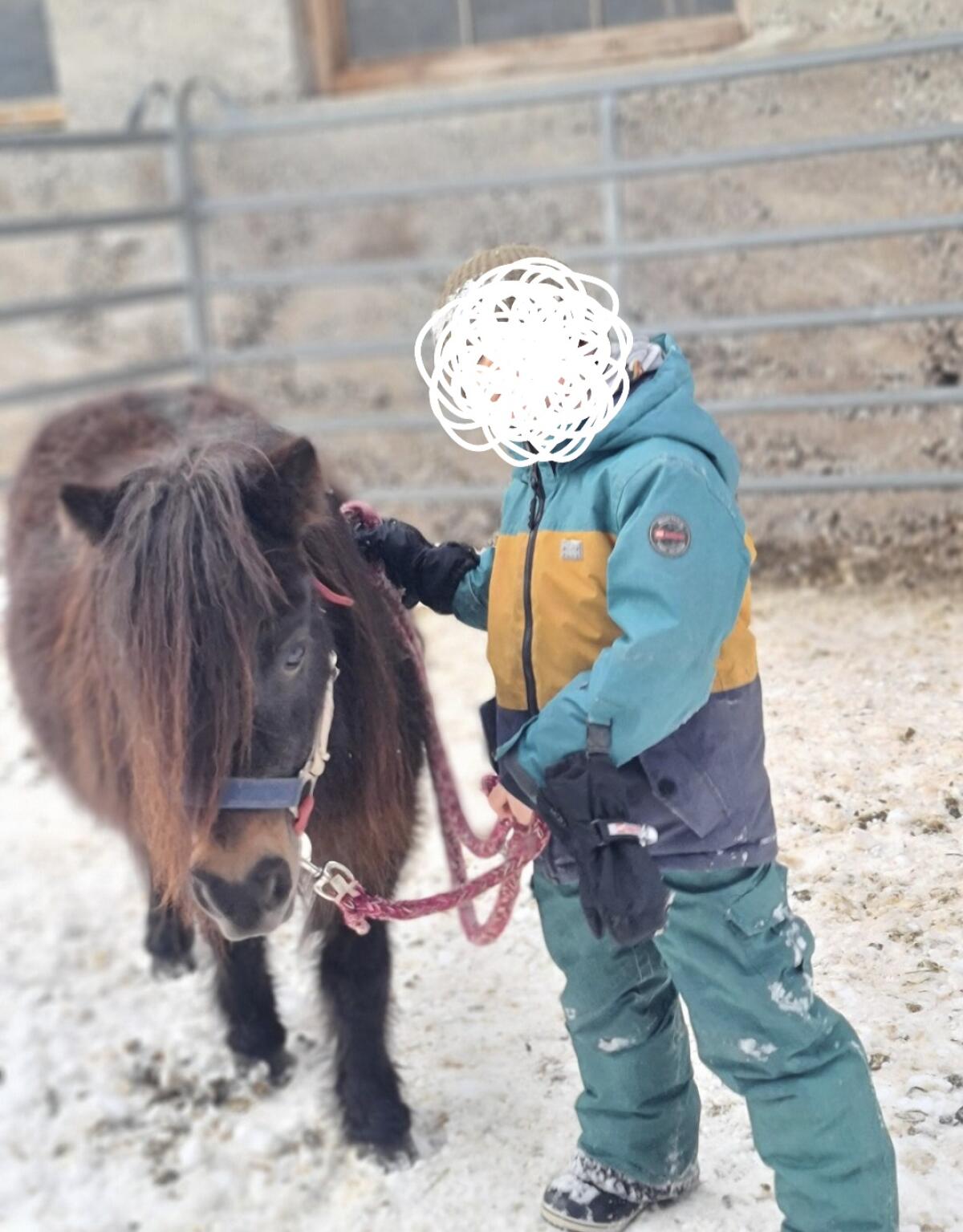 Ponystute zu verkaufen, 14 Jahre 1