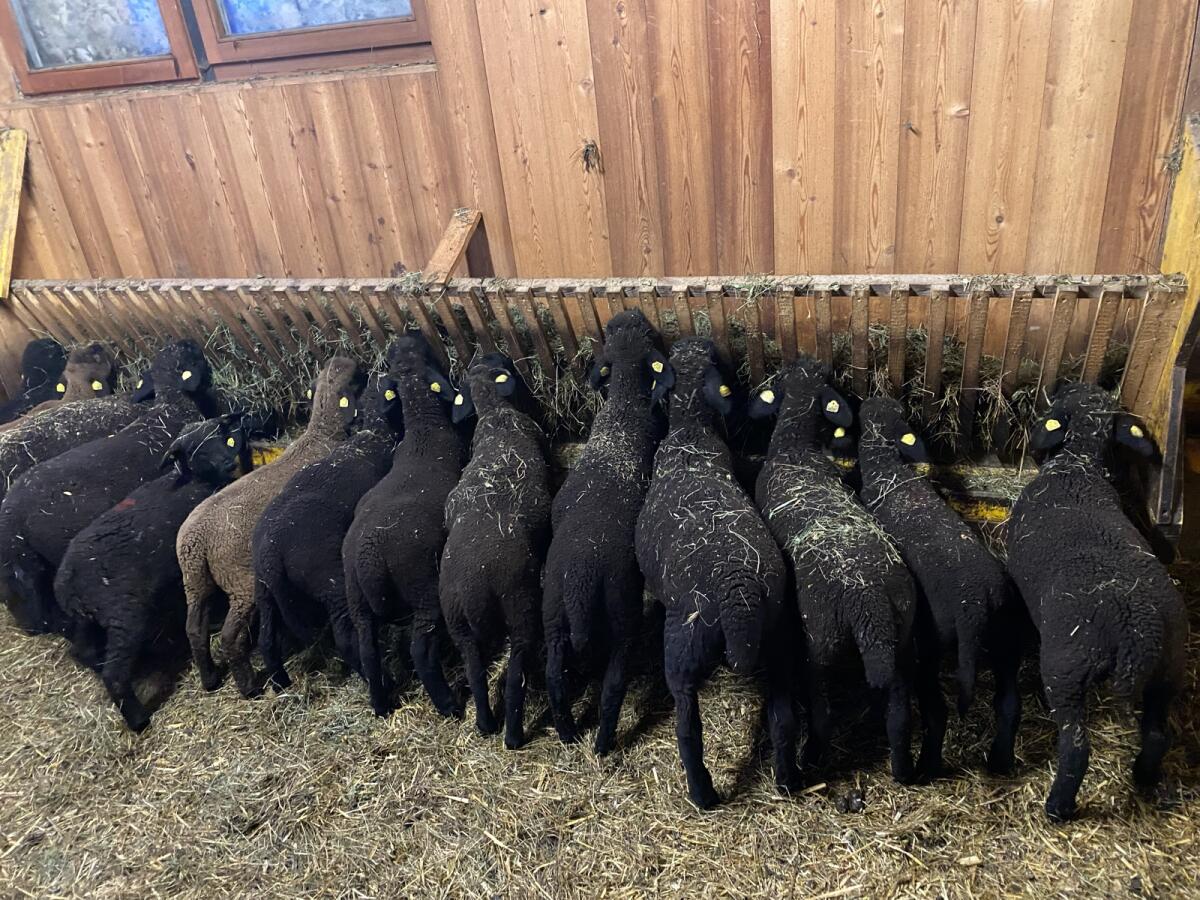 Jurazuchtweibchen und Widder abzugeben 2