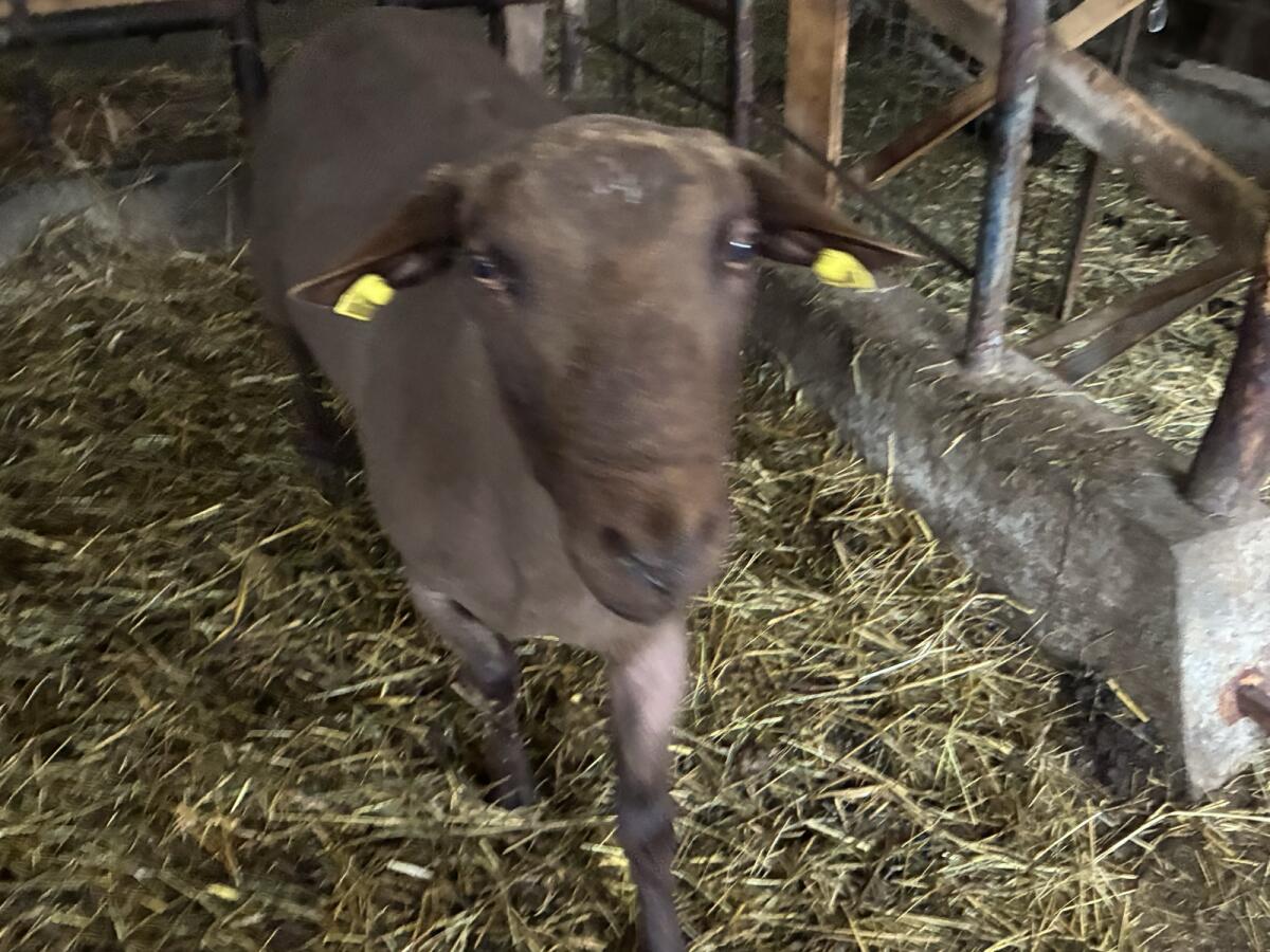 Reinrassiger Jura Widder 3