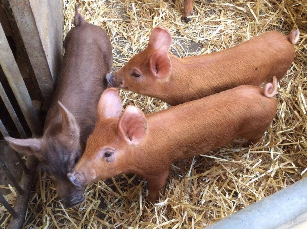 Verkaufe reinrassige Duroc Ferkel 1