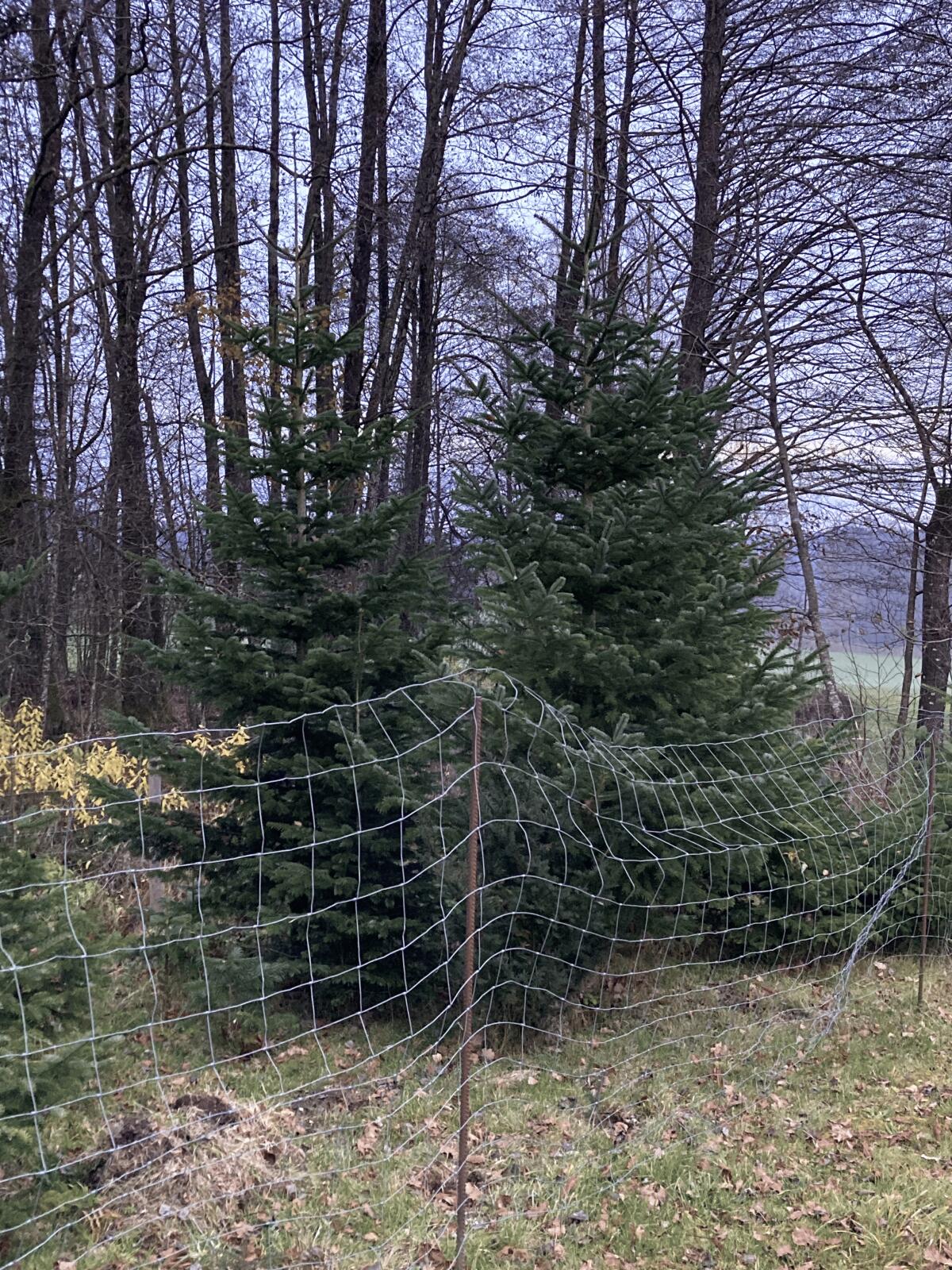 2 x Nordmannstanne 3,5 m hoch Christbaum 1