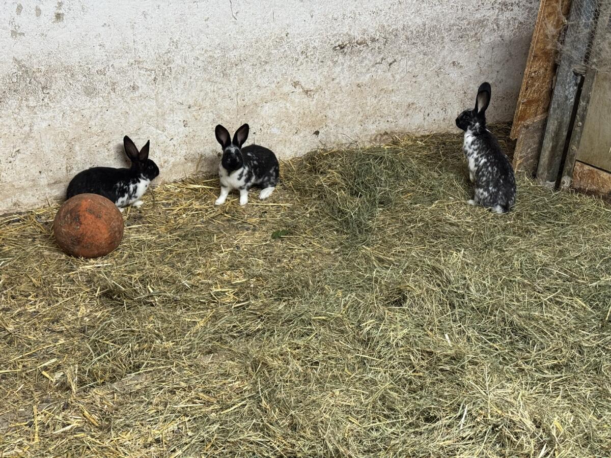 Junge Fleischhasen 1