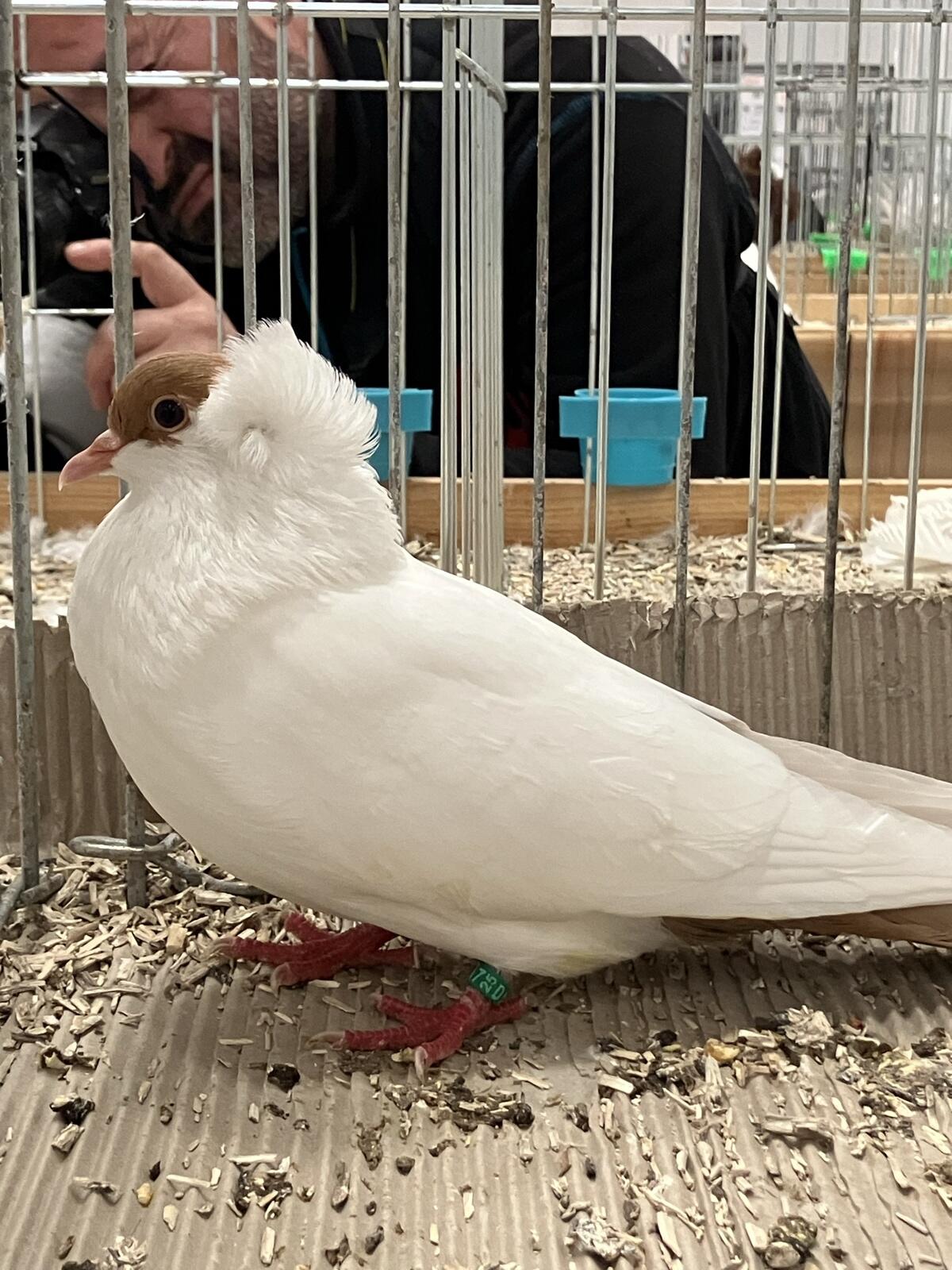 Österreichische Fischertauben 3