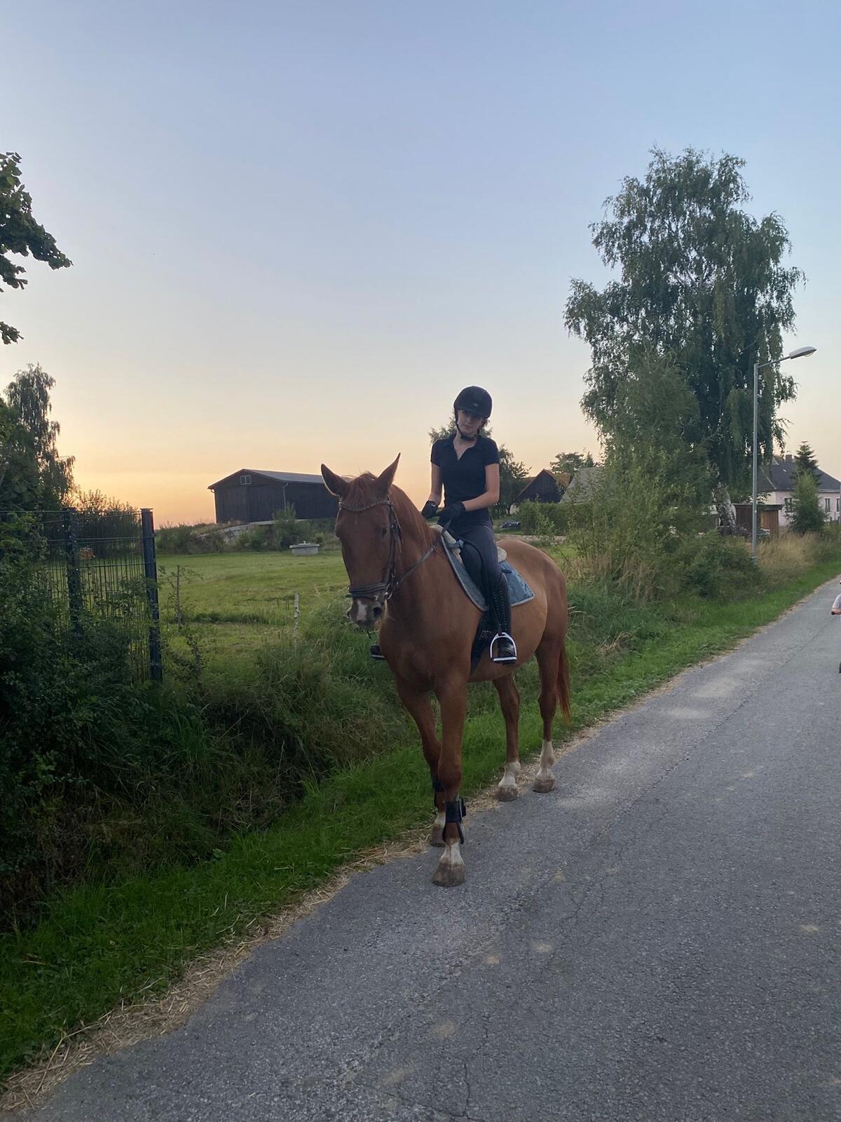 Pferdeverkauf Wallach Nitro 1