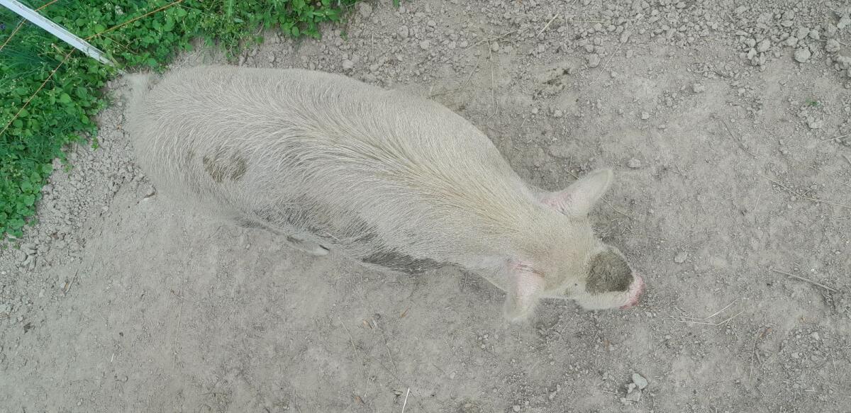 Zwei Eber abzugeben 2