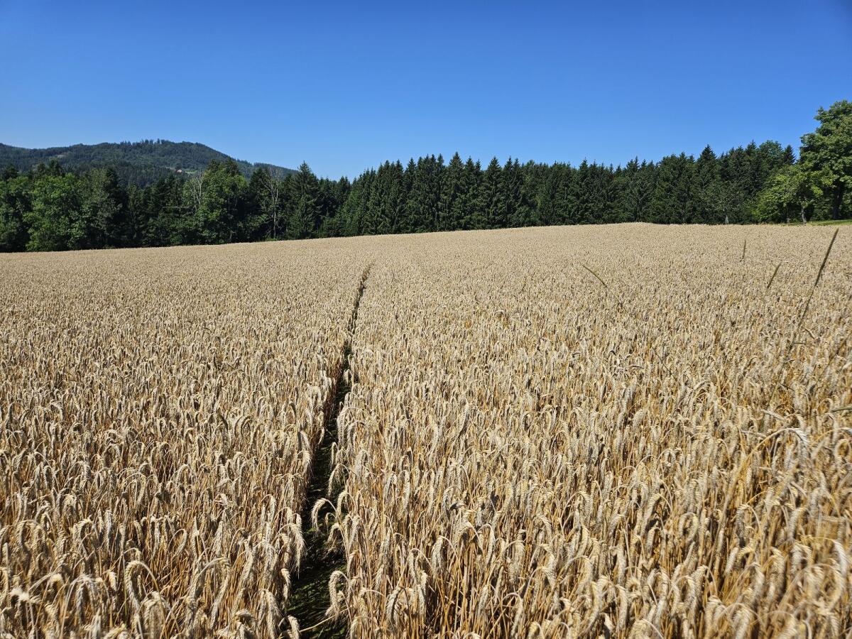 Suche Pachtflächen 2