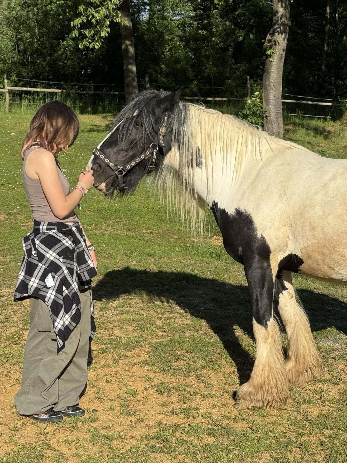 Tinkerstute 8 Jahre, 156 cm, geritten 3