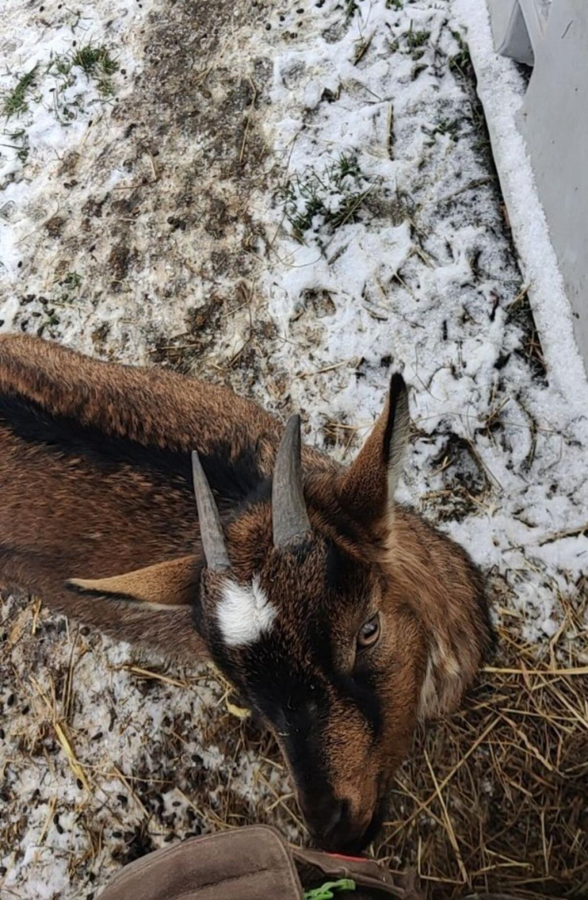 Ziegen zu verkaufen 3