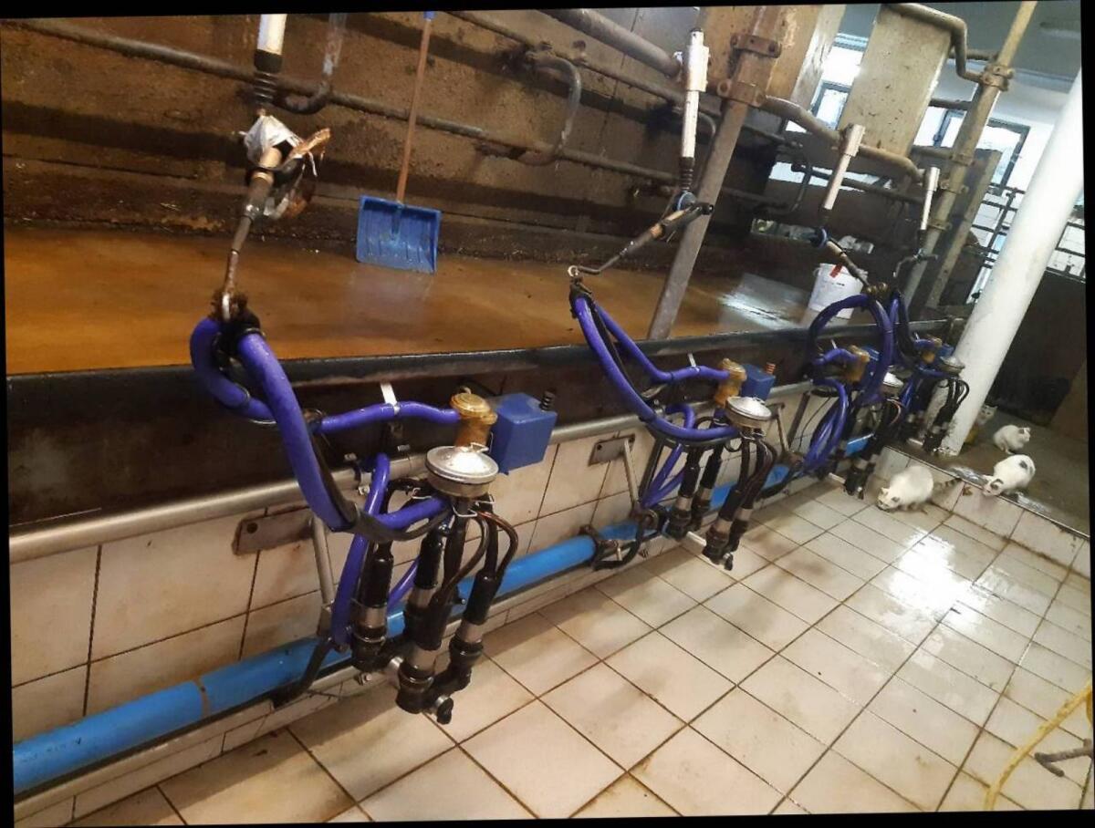 DeLaval Melkanlage 1