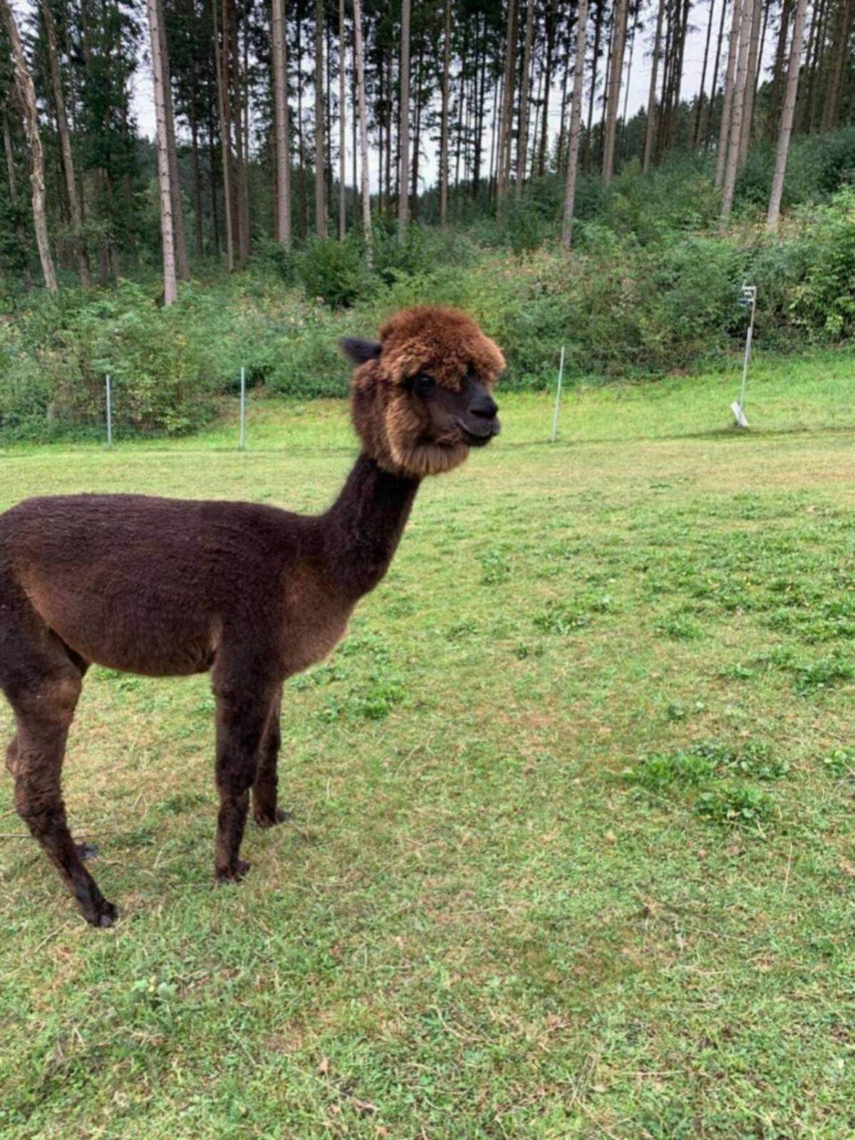 Alpakas 1