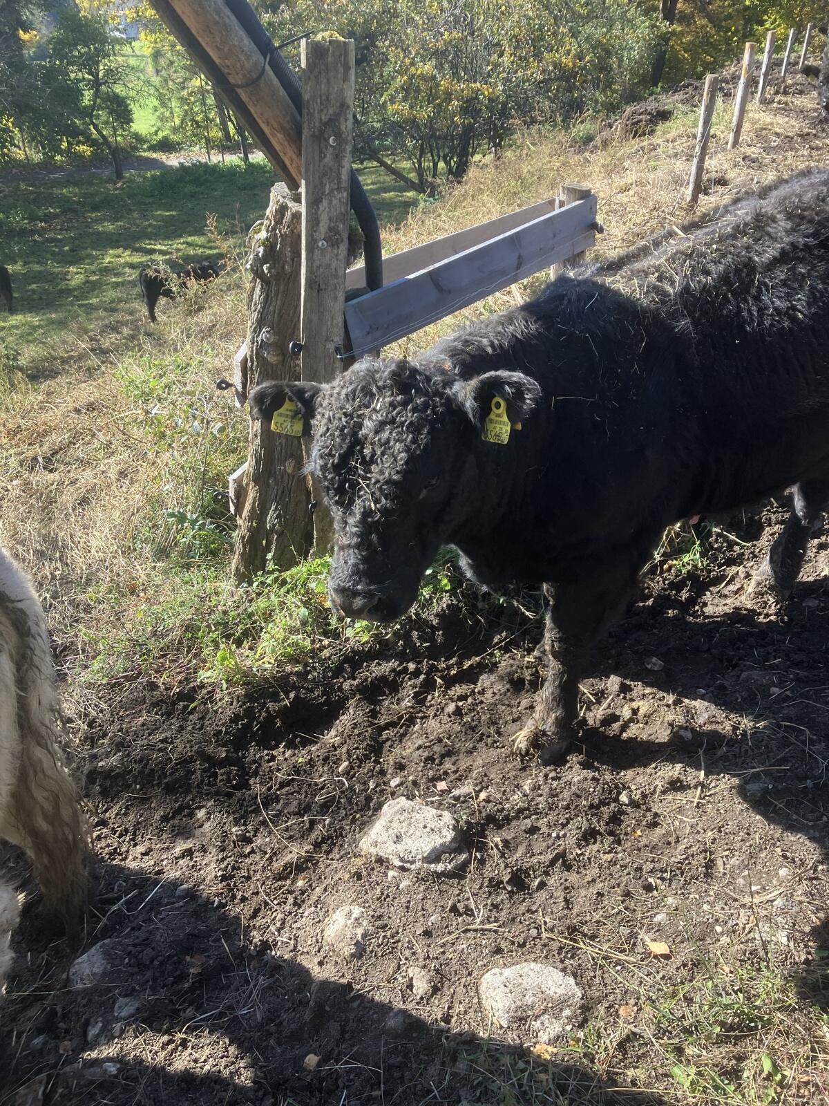 Bio Galloway zu verkaufen 1