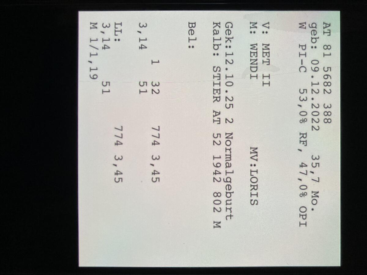 Pinzgauer Jungkuh Bio 2