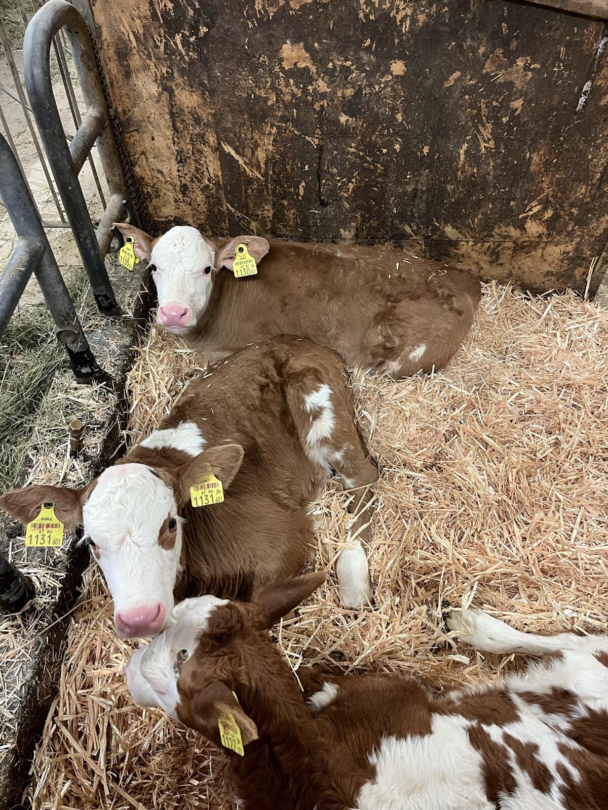 Fleckviehkälber 1