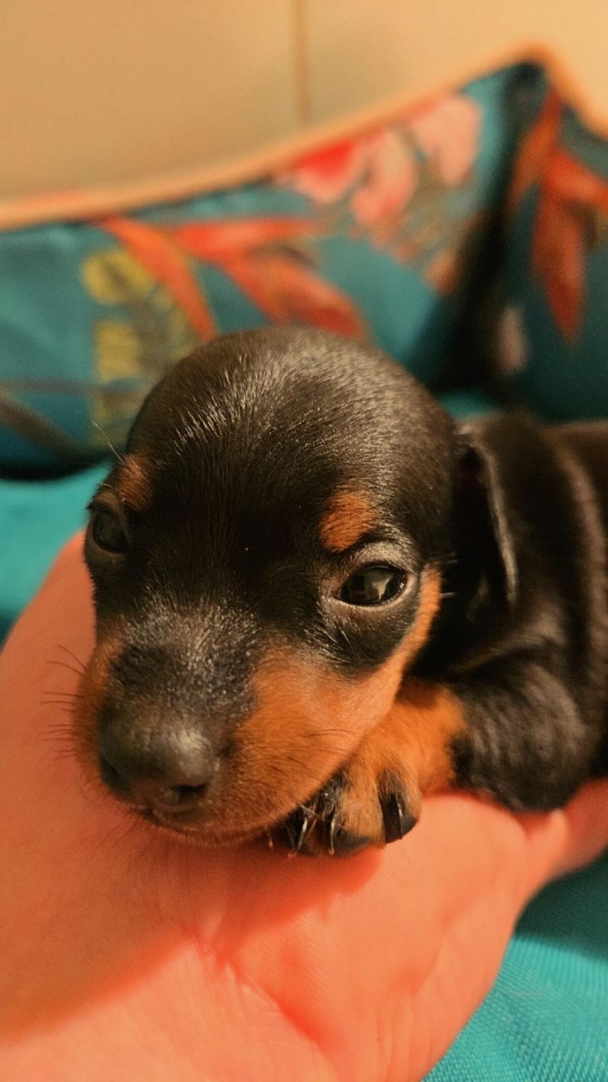 Zwergpinscher Welpen 3