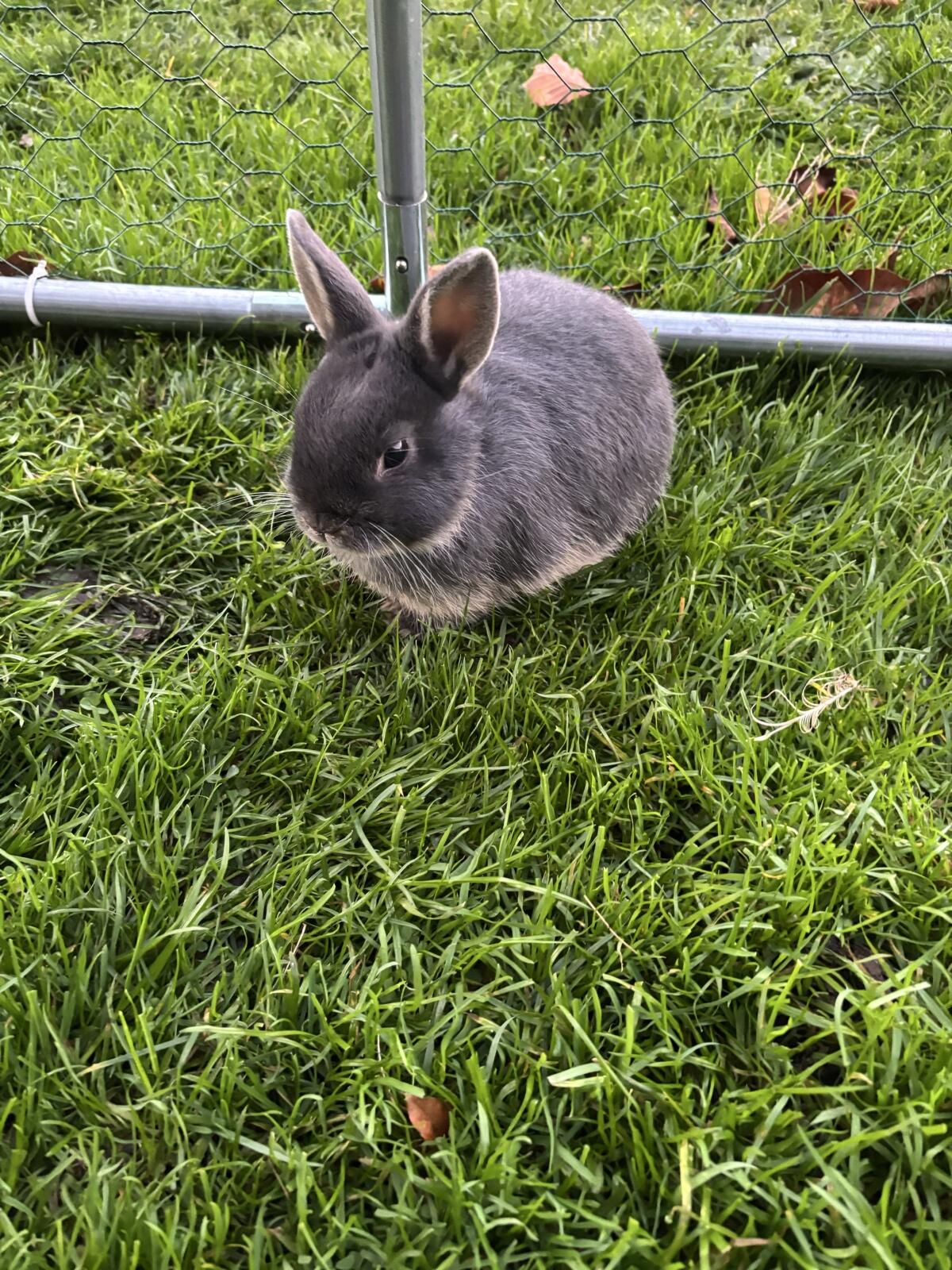 Zwerghasen Zwergkaninchen 2