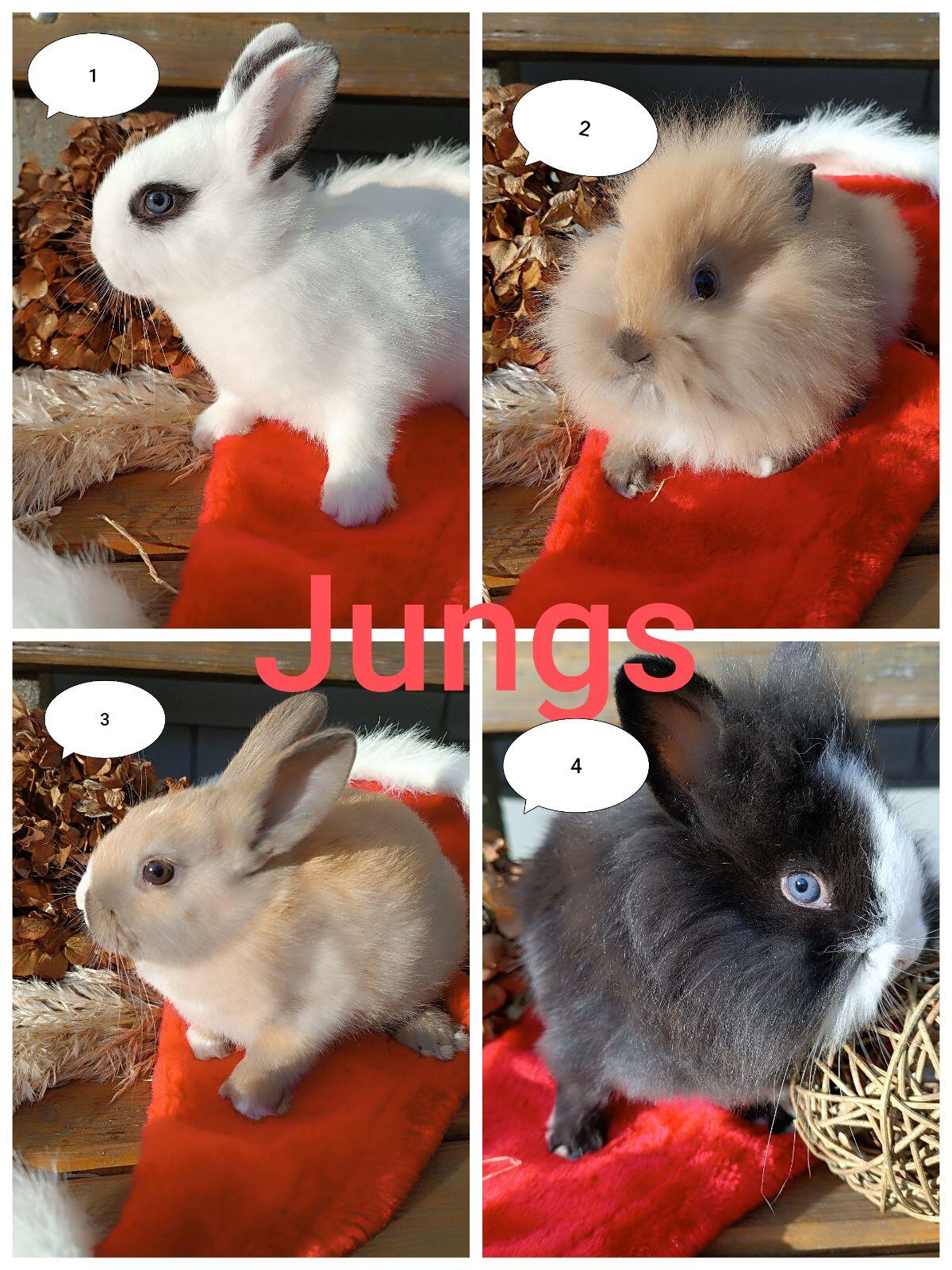 Zwergkaninchen Löwenkopf 1