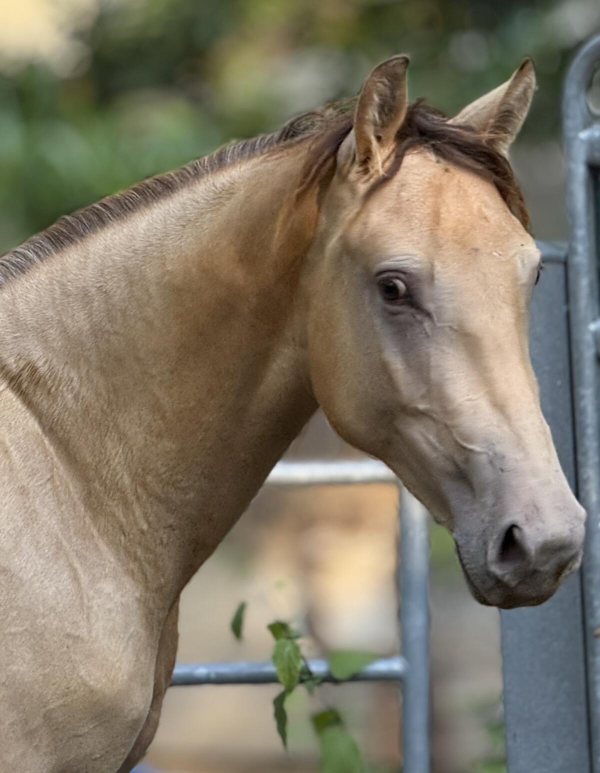 Top französische Kleinpferdstute 3