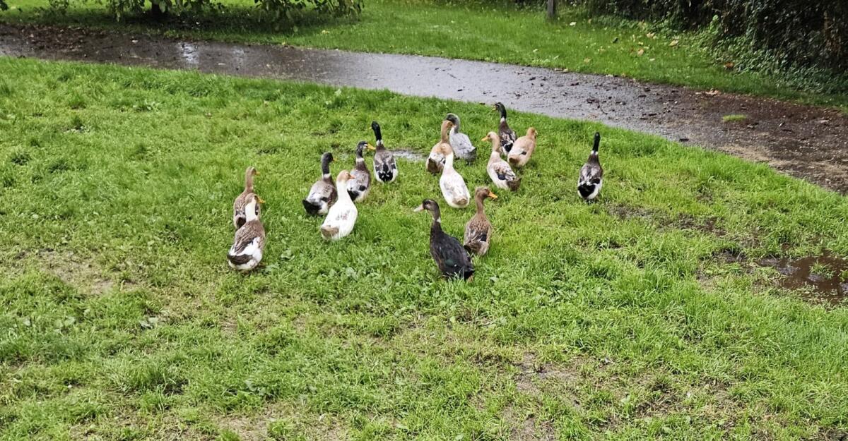Enten/Erpel zu verkaufen 1