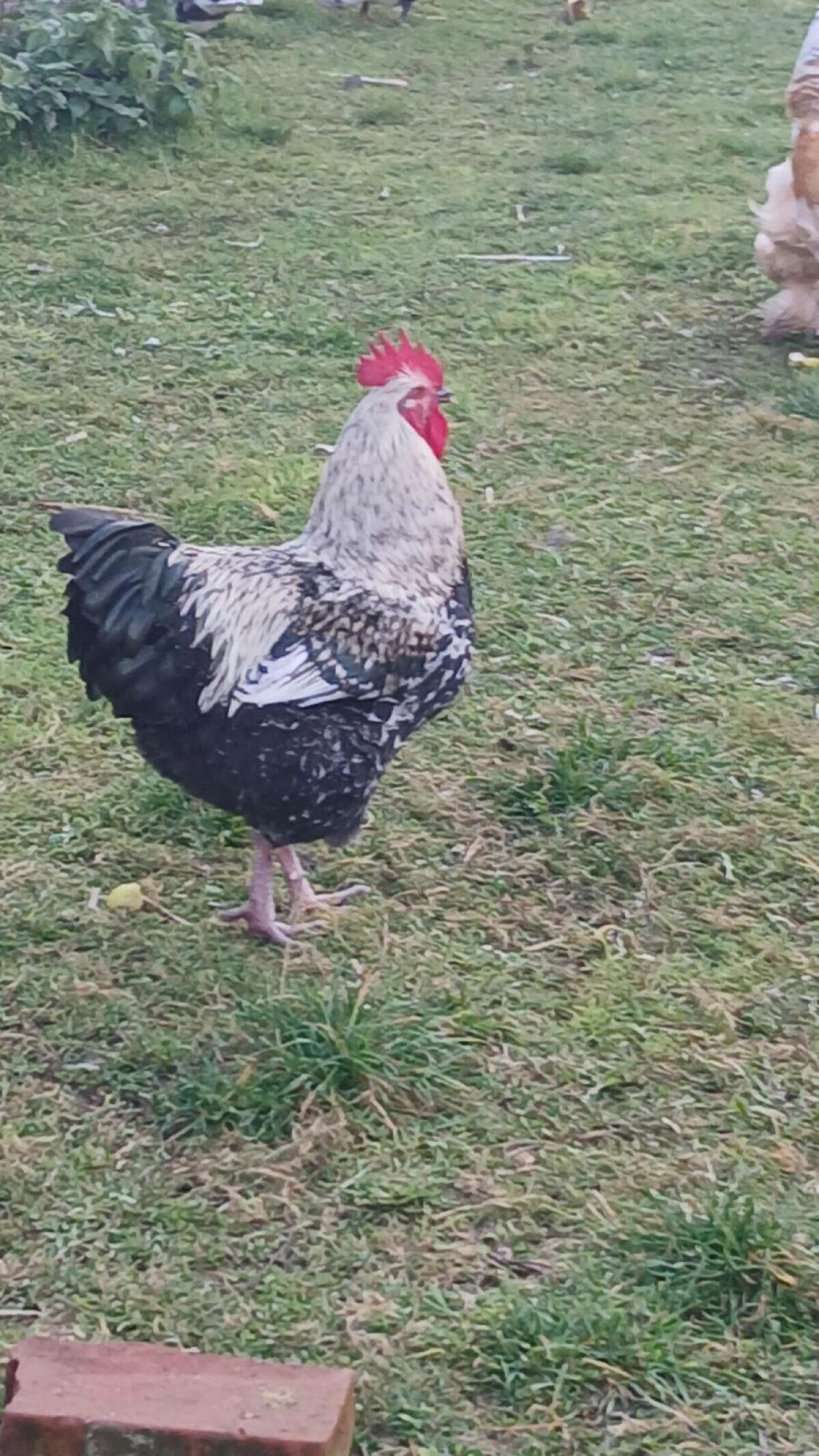 Verschiedene Gockel 1