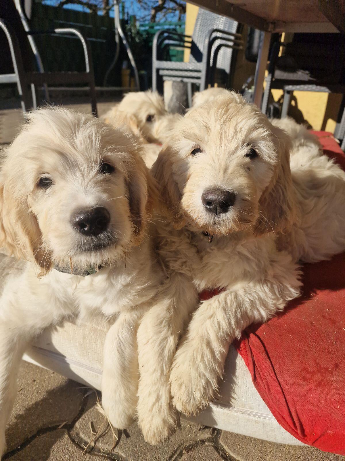 Golden Doodle F1b auszugsbereit! 2