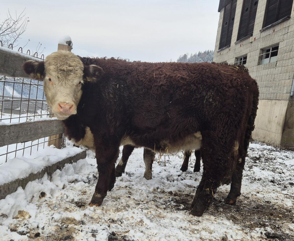 Hereford Kalbinnen 1