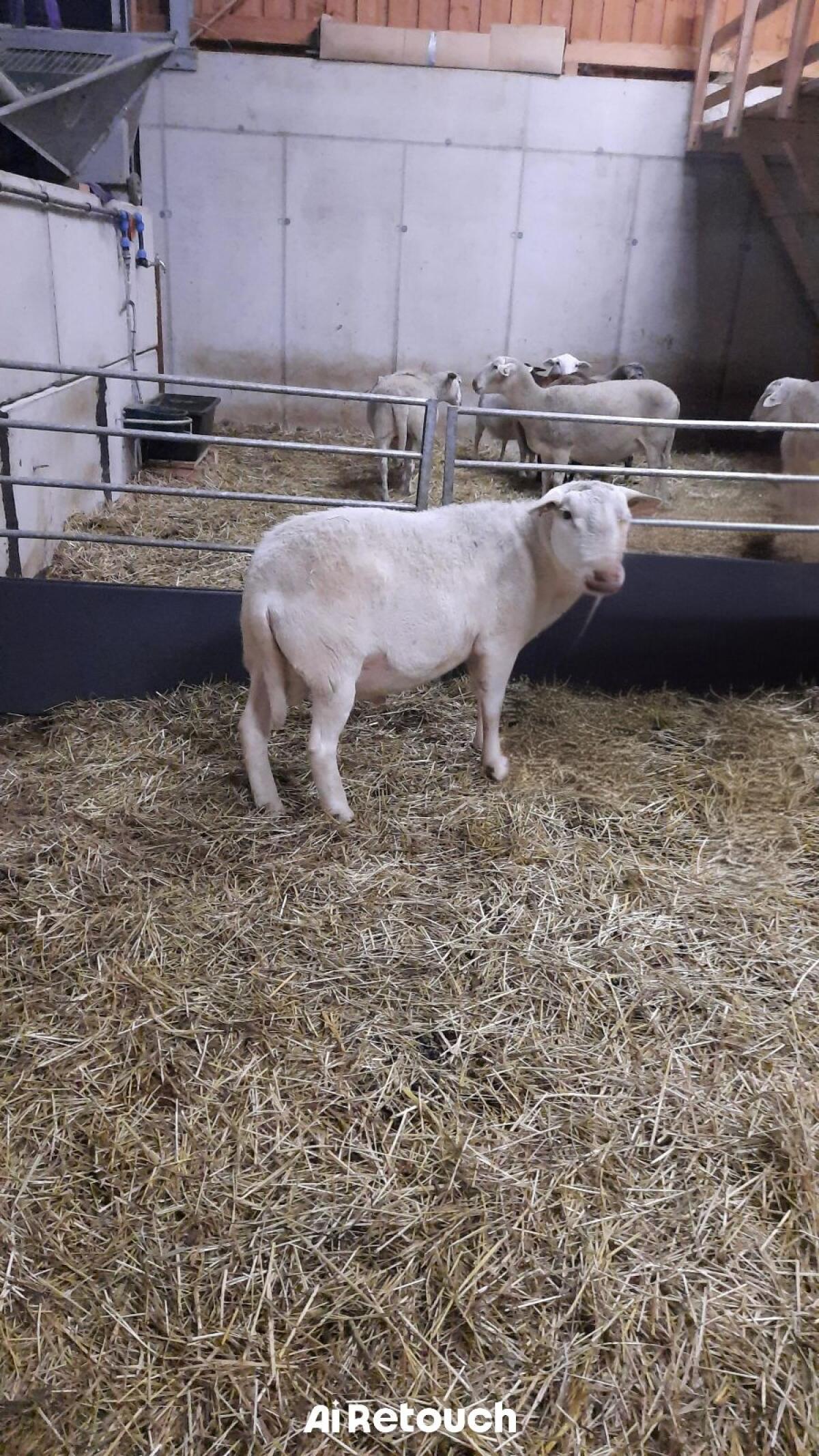 BIO Nolana Zuchtwidder 2