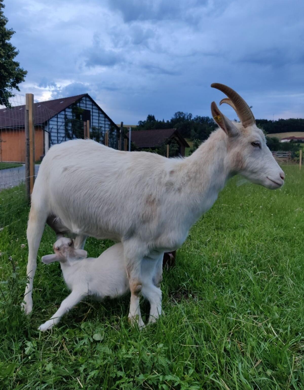 Ziegen zu verkaufen 3