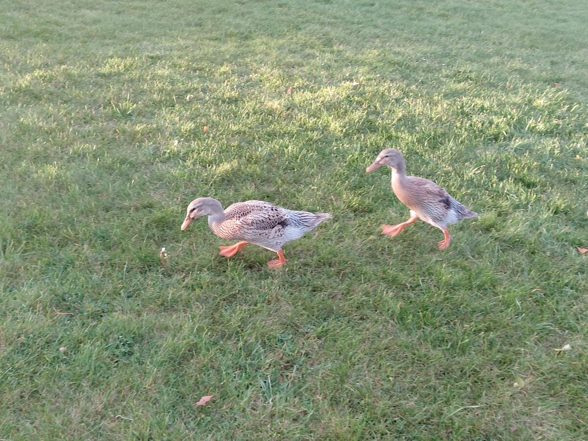 Verschenke Laufenten 1