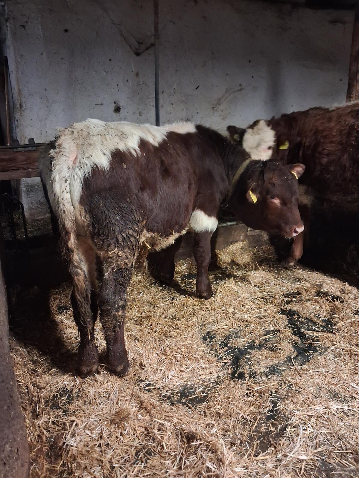 Pinzgauer Stierkalb zu verkaufen 3