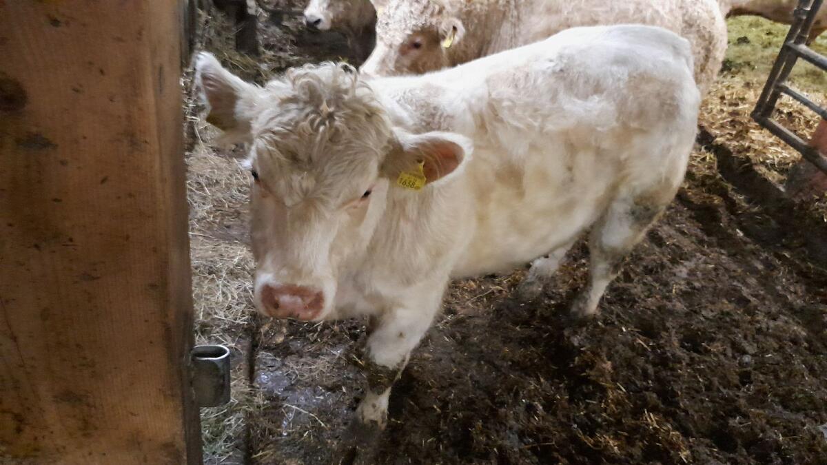 BIO Charolais Stier 3